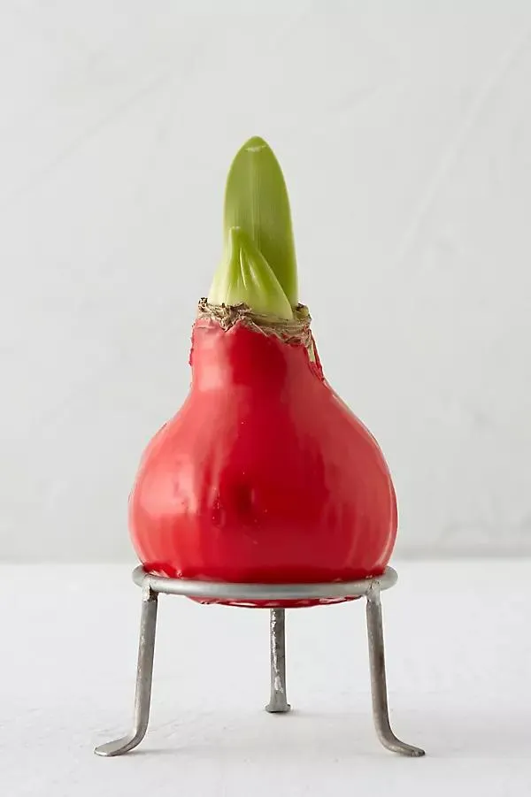 Waxed Amaryllis Bulb