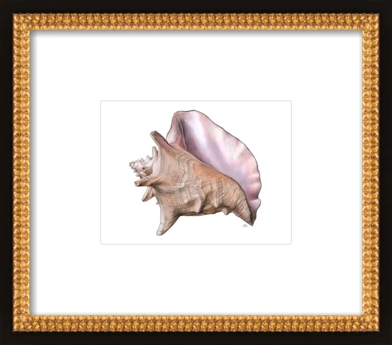 Queen conch  by Emily S. Damstra for Artfully Walls