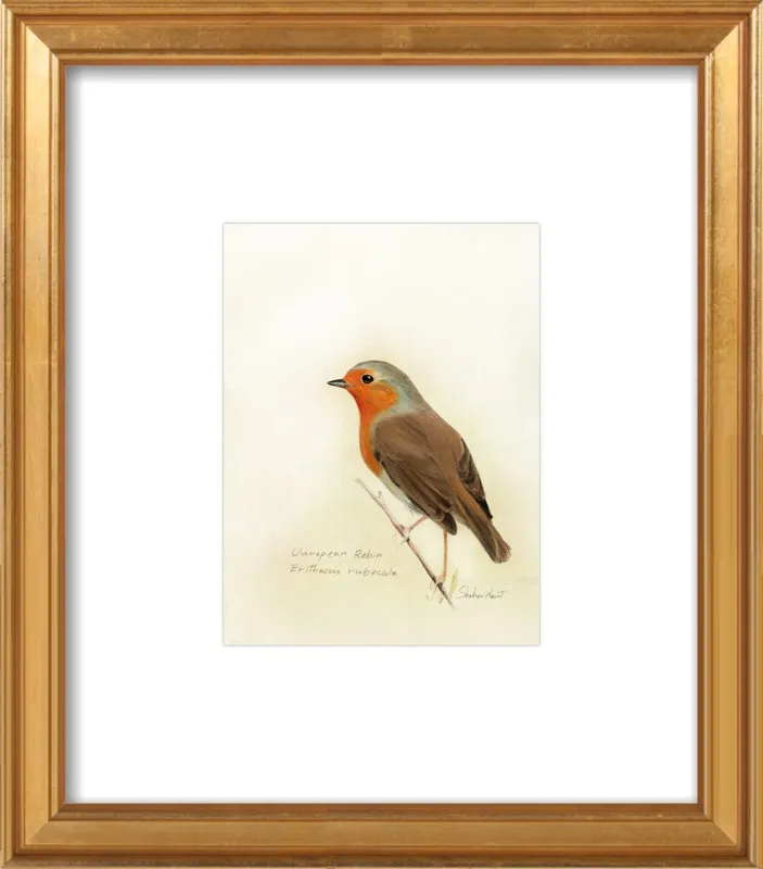 European Robin by Shahar Navot for Artfully Walls