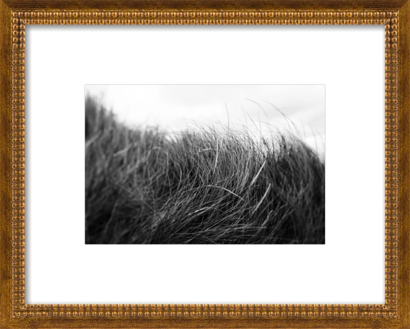 Beach Grass #3 by Alicia Bock for Artfully Walls