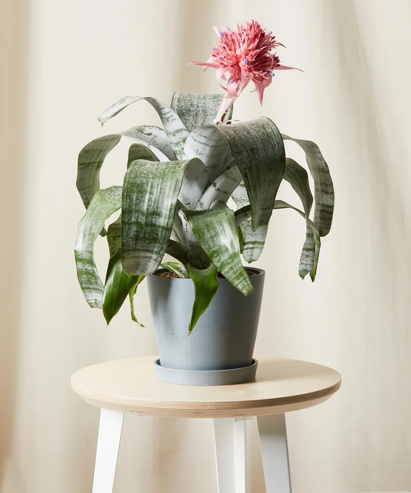 Bromeliad Aechmea Pink -  Slate