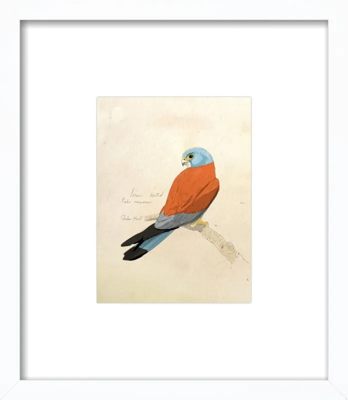Lesser Kestrel by Shahar Navot for Artfully Walls