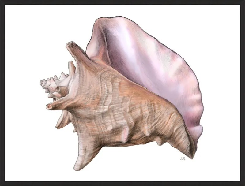 Queen conch  by Emily S. Damstra for Artfully Walls