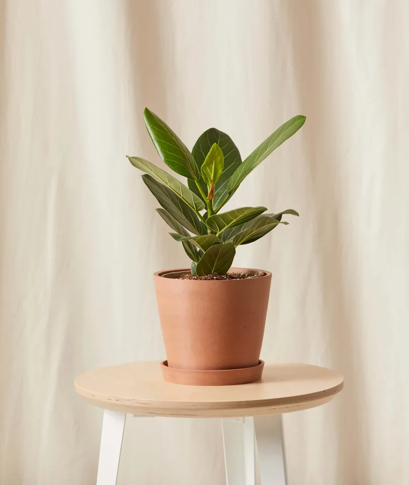 Little Ficus Audrey -  Clay