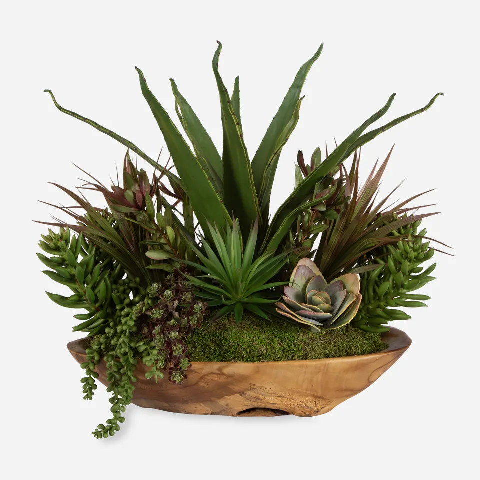Salar Succulents In Teak Bowl