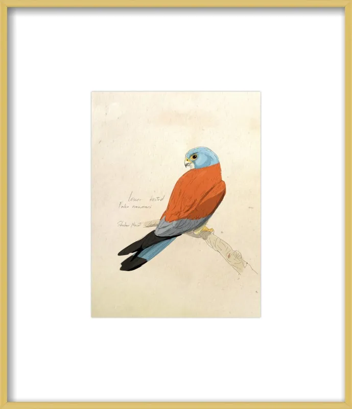 Lesser Kestrel by Shahar Navot for Artfully Walls