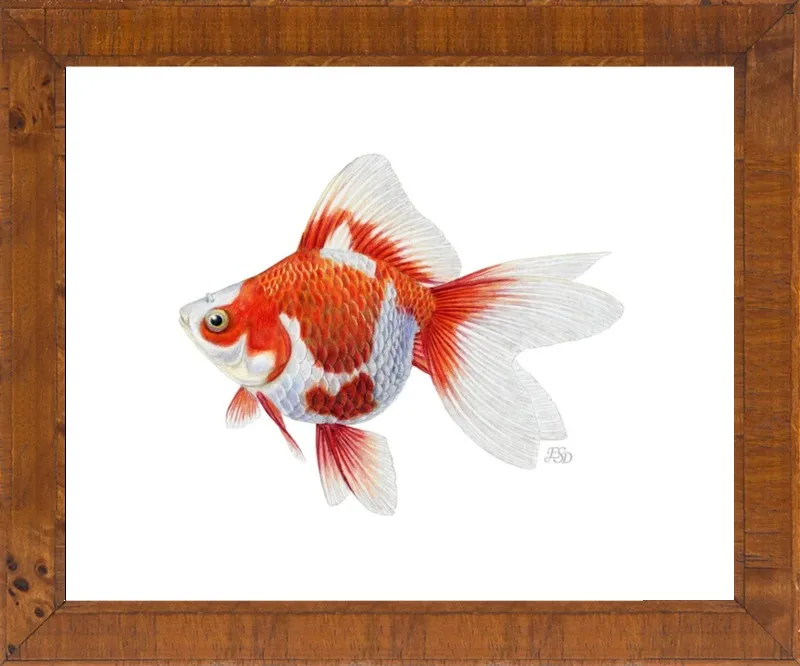 Japanese ryukin goldfish by Emily S. Damstra for Artfully Walls