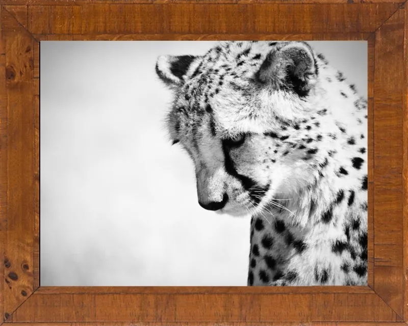 Cheetah VII by Beth Wold for Artfully Walls