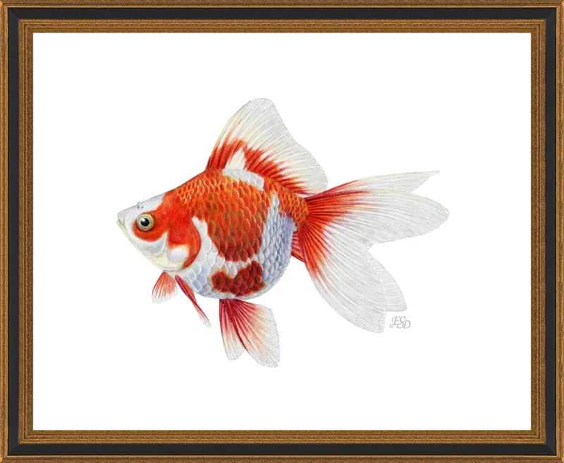 Japanese ryukin goldfish by Emily S. Damstra for Artfully Walls