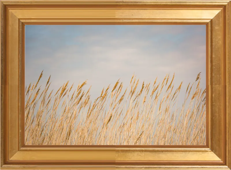 Nantucket Gold by Ann Hudec for Artfully Walls