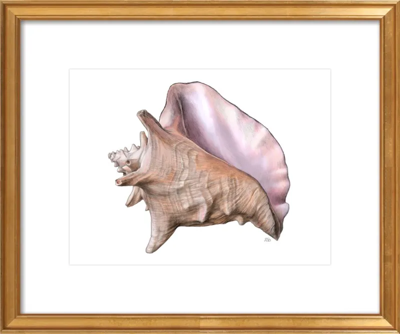 Queen conch  by Emily S. Damstra for Artfully Walls