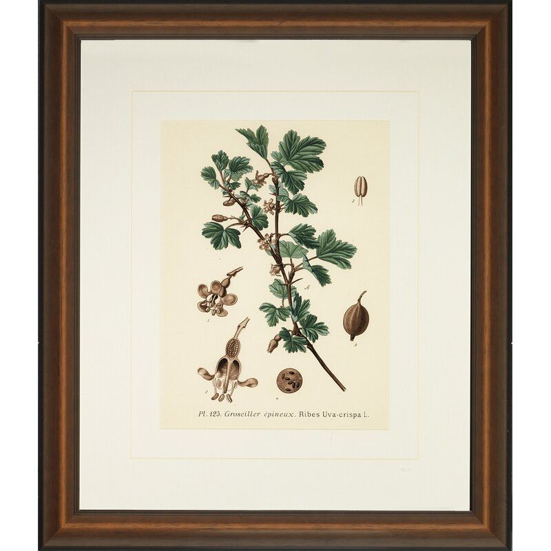 Providence Art 'Verde Tinted Botanical IV' Framed Graphic Art Print