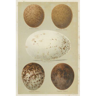 Antique Bird Egg Study III by Henry Seebohm Painting Print on Canvas