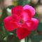 Mea Nursery 2-gal. RED knock out rose with red flowers