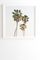 California Palms by Bethany Young Photography - Framed Wall Art Basic White 14" x 16.5"