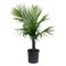 Live 10" Majesty Palm Plant