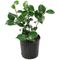 national PLANT NETWORK 2.5 Qt Professor Sargent Camellia Japonica Plant with Red Blooms